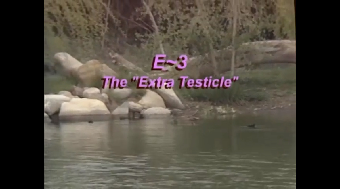 E~3 The Extra Testicle